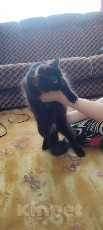 Кошки в Тюмени: Муся Девочка, Бесплатно - фото 1