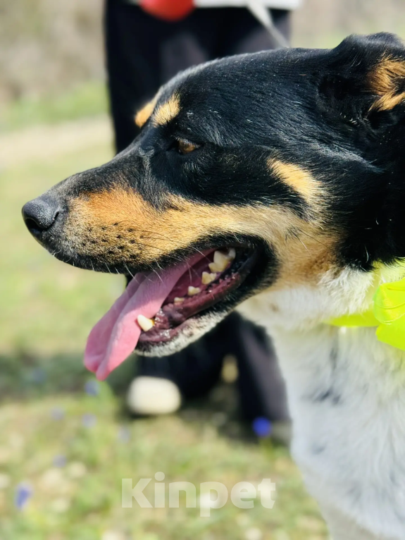 Собаки в Новороссийске: ищу дом Мальчик, 99 руб. - фото 3