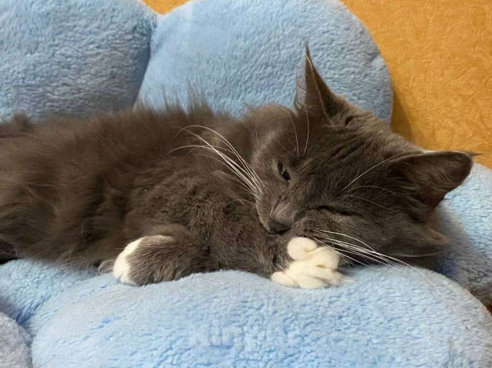 Кошки в Москве: Флаффи ищет дом  Девочка, Бесплатно - фото 2