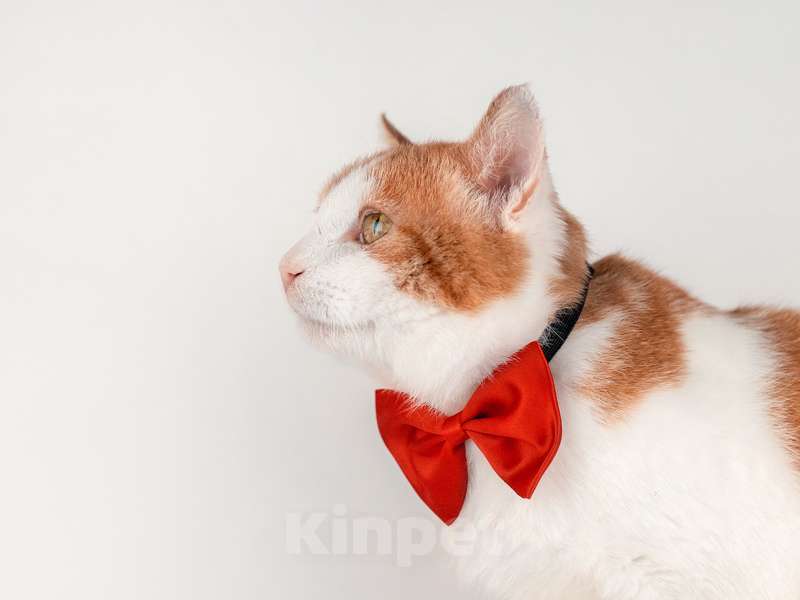 Кошки в Москве: Кот Рыжик — Рыжее солнышко ждет именно Вас Мальчик, Бесплатно - фото 4