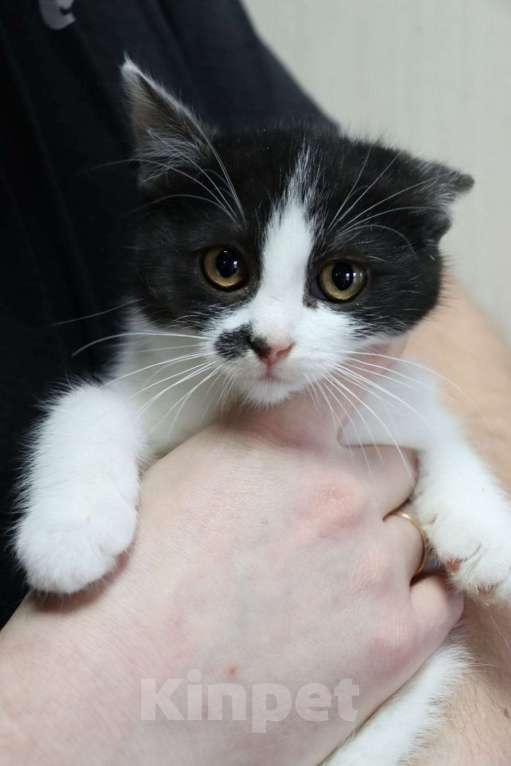 Кошки в Москве: Котята в поисках своих пап и мам Мальчик, Бесплатно - фото 7