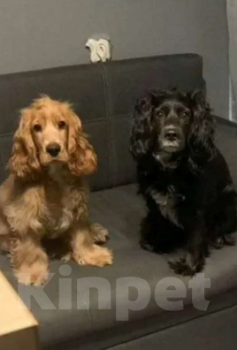 Собаки в Волгограде: Английский Кокер-спаниель, щенок Девочка, 15 000 руб. - фото 4