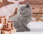 Кошки в Колпашево: Породистые котята к Новому году, 6 000 руб. - фото 2