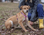 Собаки в Москве: Нежная красавица Одри в поисках дома Девочка, Бесплатно - фото 2