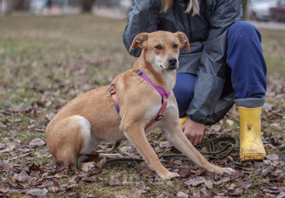 Собаки в Москве: Нежная красавица Одри в поисках дома Девочка, Бесплатно - фото 2