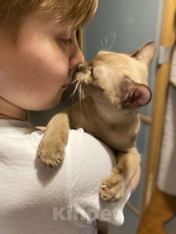 Кошки в Нижнем Новгороде: Бурманские котята Разнополые, 35 000 руб. - фото 5