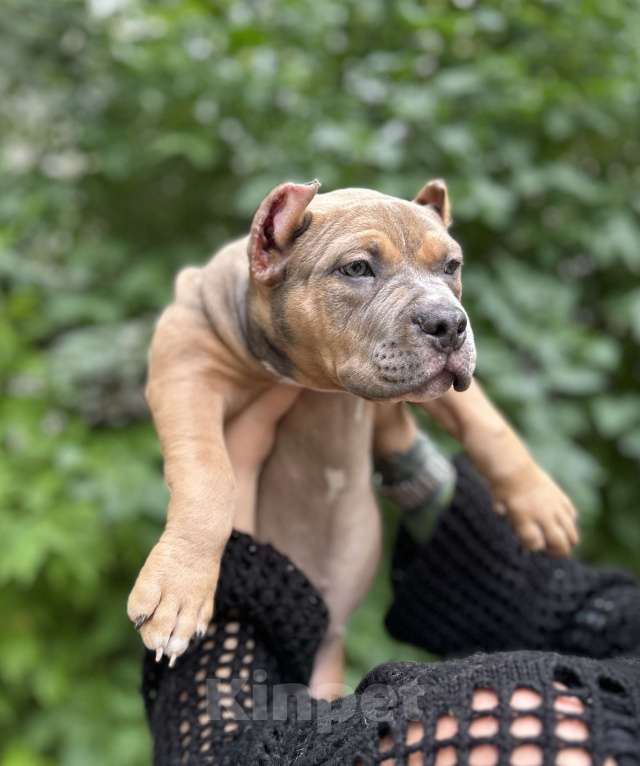 Собаки в Воронеже: Девочка  Девочка, 70 000 руб. - фото 2