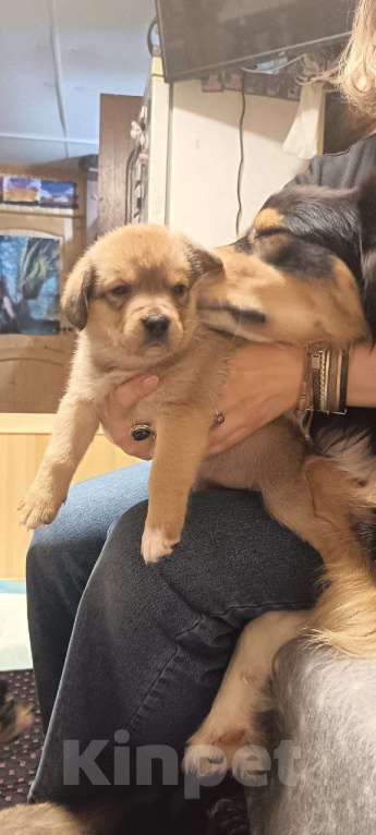 Собаки в других городах Ленинградской области: австралийские ретриверы, метисы Девочка, Бесплатно - фото 2