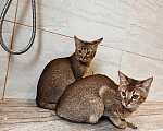 Кошки в Люберцах: Котята чаузи ф1b Девочка, 150 000 руб. - фото 2