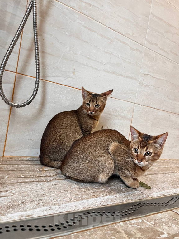 Кошки в Люберцах: Котята чаузи ф1b Девочка, 150 000 руб. - фото 2