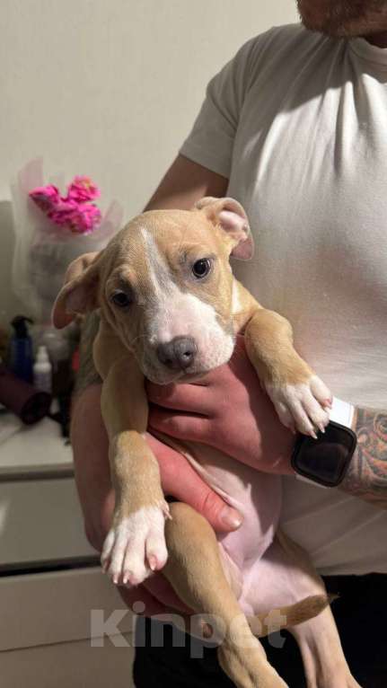 Собаки в Мытищах: Щенки американский булли Разнополые, 50 000 руб. - фото 8