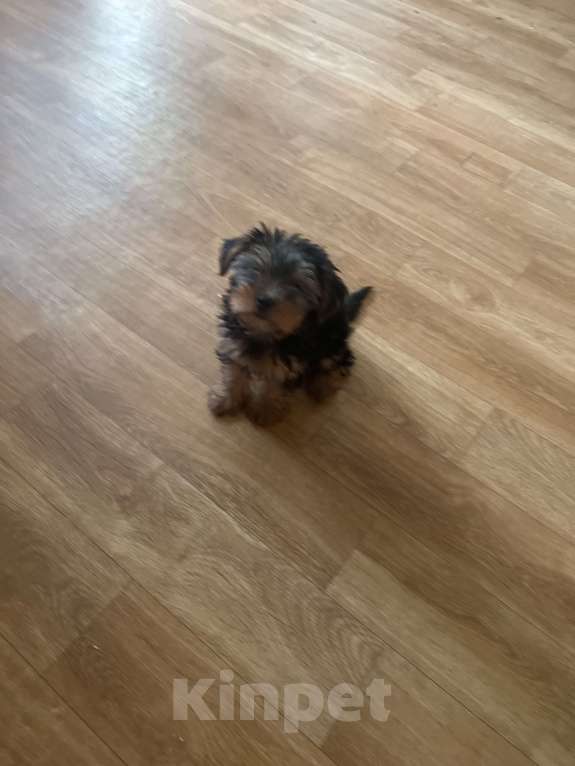 Собаки в Новосибирске: Продам девочку Йорка Девочка, 17 000 руб. - фото 2