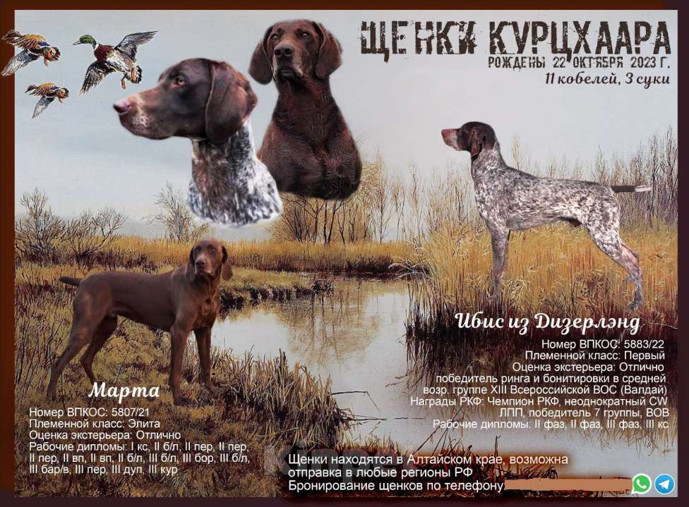 Собаки в Барнауле: Продаются элитные щенки курцхаара от рабочих родителей Мальчик, 40 000 руб. - фото 1