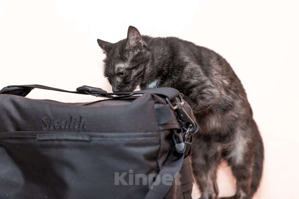 Кошки в Калуге: Кошка - кенгурёшка Фенечка ищет добрые руки. Девочка, Бесплатно - фото 3