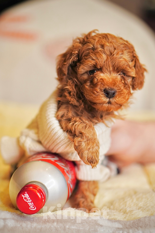 Собаки в Санкт-Петербурге: Щенки пуделя той/миниатюр  Девочка, Бесплатно - фото 8