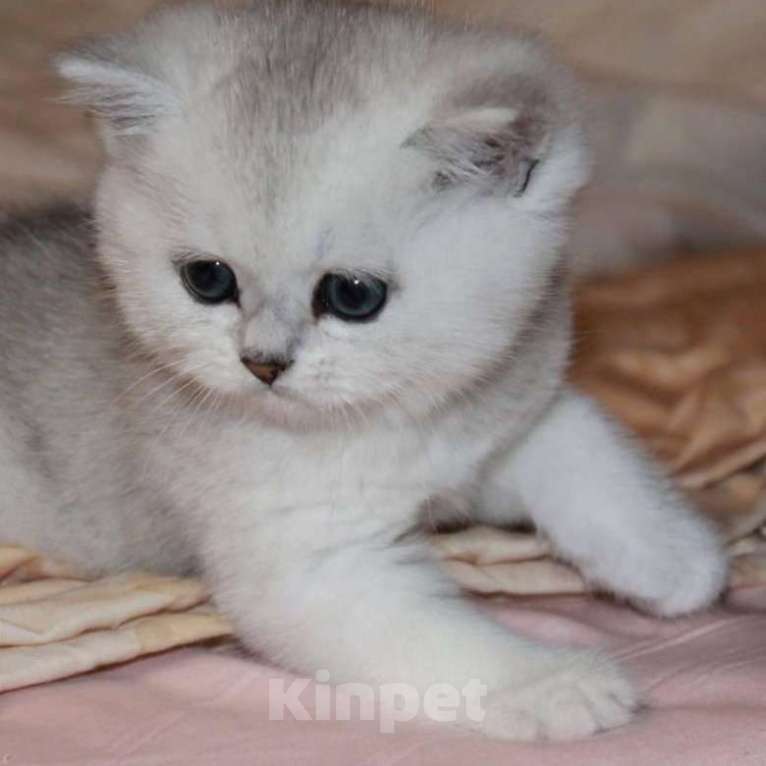 Кошки в Серпухове: Британские котята Мальчик, 25 000 руб. - фото 4