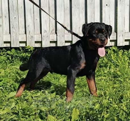Собаки в Санкт-Петербурге: щенки ротвейлера Мальчик, 80 000 руб. - фото 4