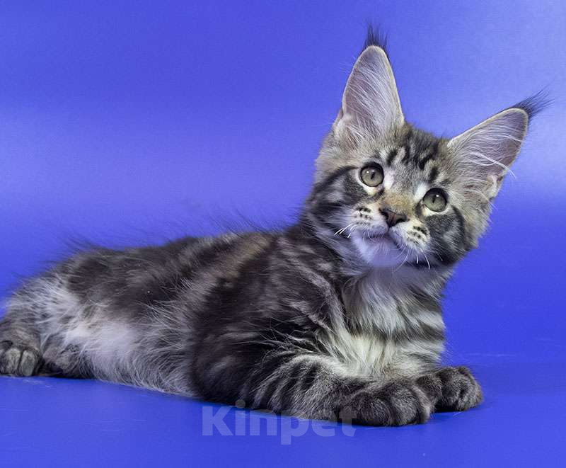 Кошки в Москве: Котенок Мейн кун. Мальчик, Бесплатно - фото 6