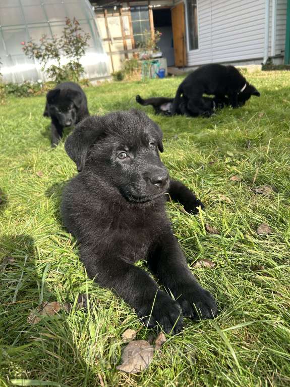 Собаки в Дубне: Иррой ждет своего человека  Мальчик, 70 000 руб. - фото 5