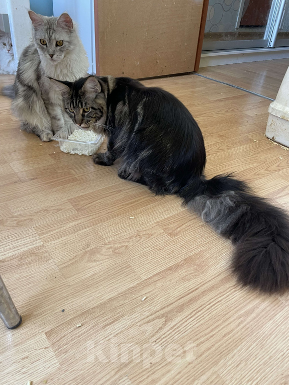 Кошки в Москве: Хичкок Мальчик, 80 000 руб. - фото 3