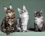 Кошки в Видном: Котята мейн-куны - Чудо с кисточками! Разнополые, 50 000 руб. - фото 1
