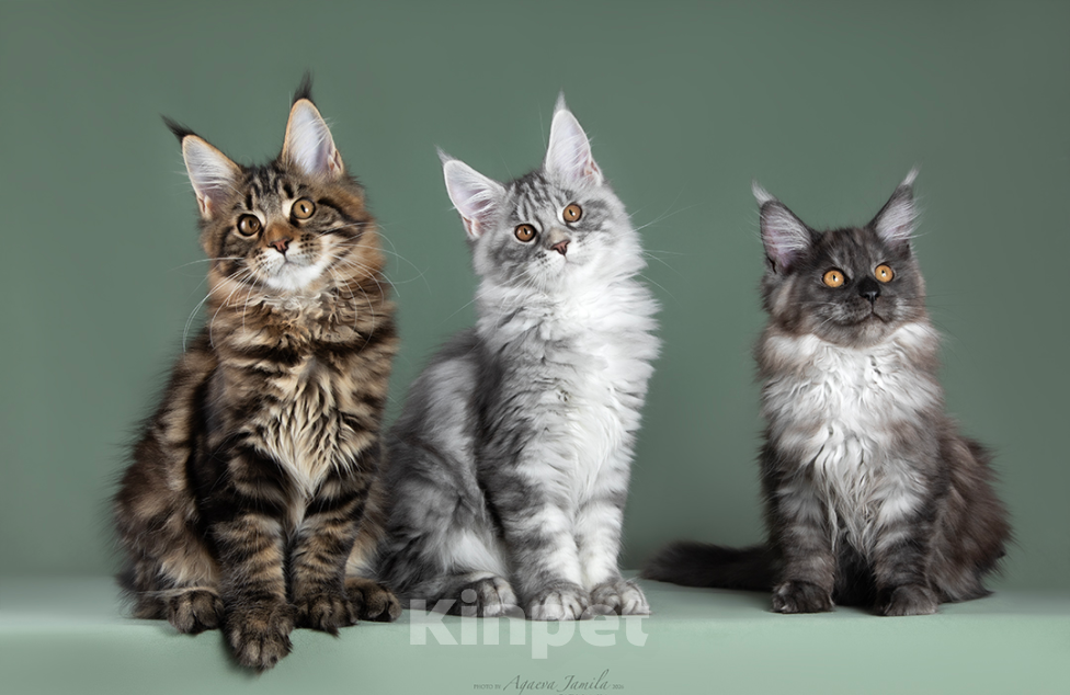 Кошки в Видном: Котята мейн-куны - Чудо с кисточками! Разнополые, 50 000 руб. - фото 1