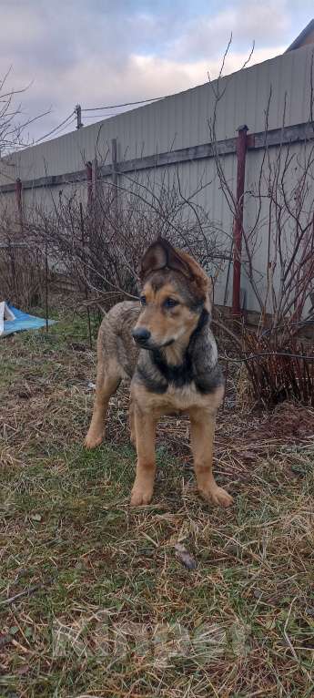 Собаки в других городах Московской области: Щенок в дар Девочка, Бесплатно - фото 8
