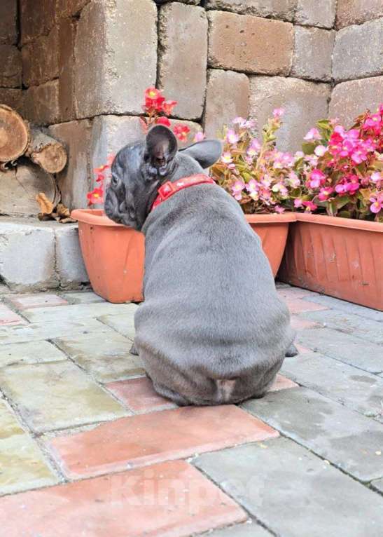 Собаки в Симферополе: Голубая девочка щенок Девочка, 55 000 руб. - фото 3