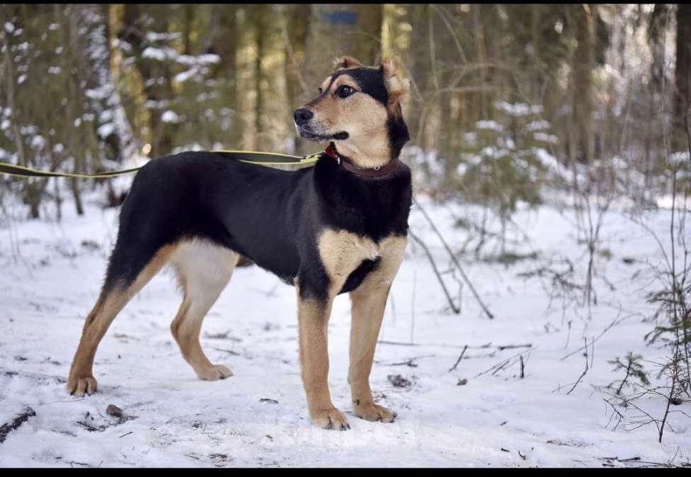 Собаки в Пушкино: Красавица Молли Девочка, 1 руб. - фото 2