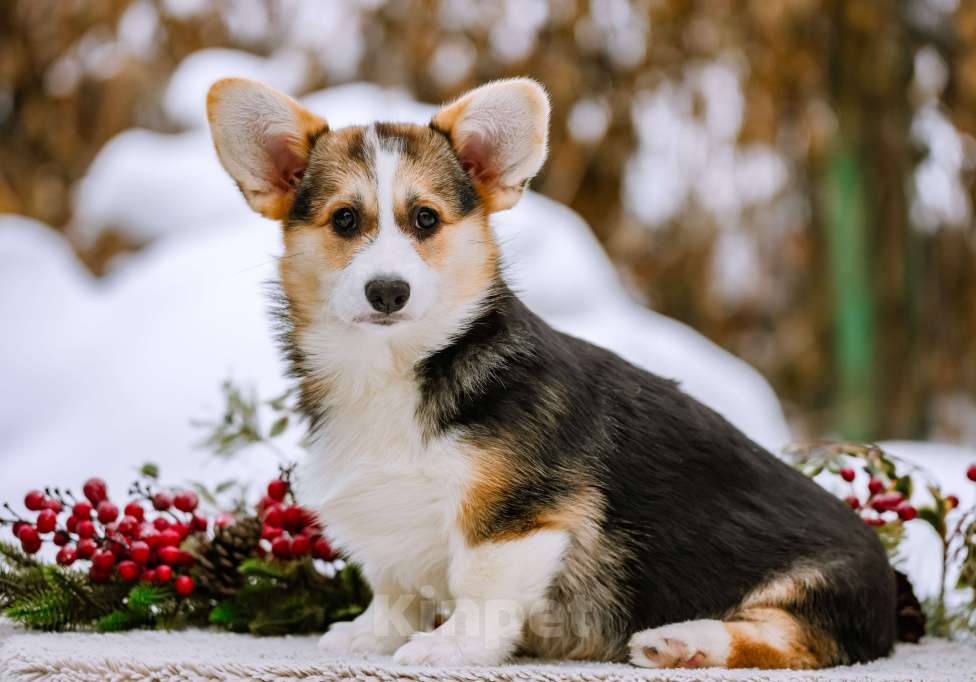 Собаки в Новосибирске: Вельш Корги Пемброк Джуди Хопс Девочка, 65 000 руб. - фото 3