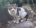 Кошки в Москве: Пропал кот Мурзик Мальчик, 5 000 руб. - фото 1