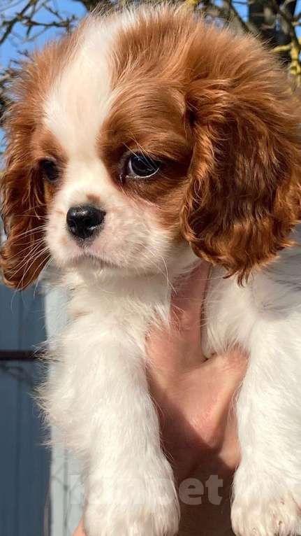 Собаки в Санкт-Петербурге: МАЛЬЧИК АНТЕЙ МАРТИН Мальчик, 85 000 руб. - фото 5