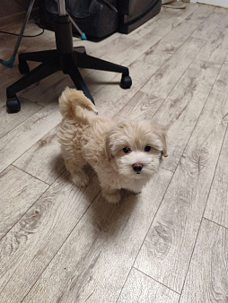 Мальтипу девочка