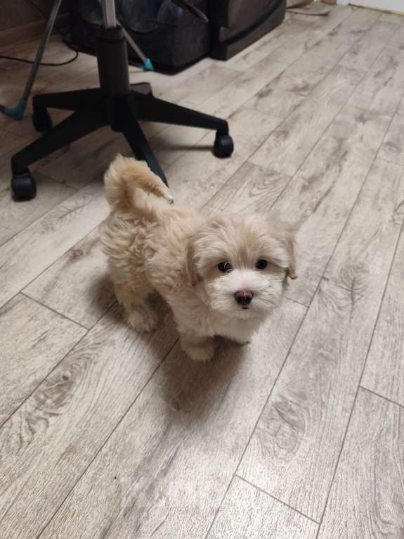 Собаки в Воронеже: Мальтипу девочка Девочка, 65 000 руб. - фото 1