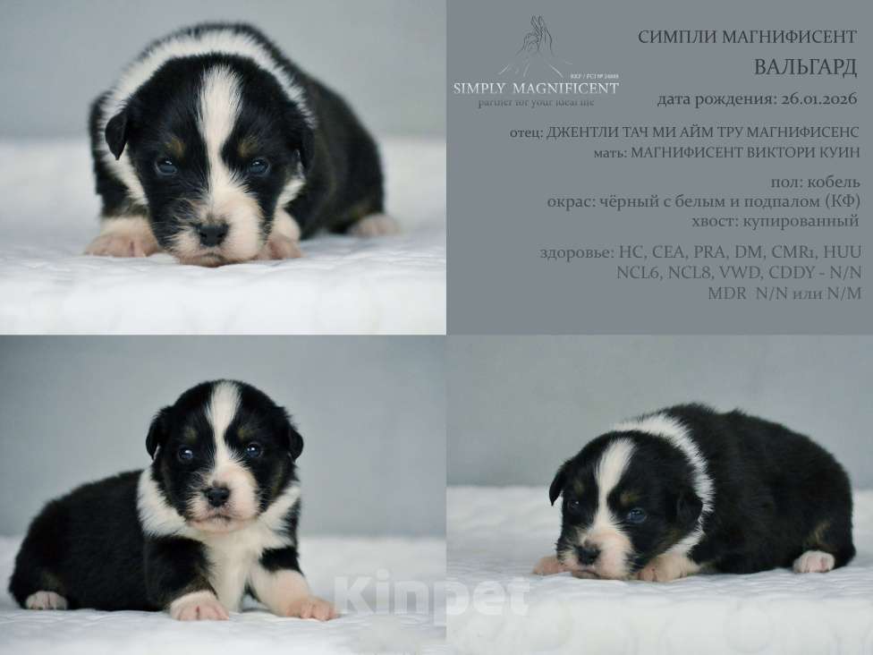 Собаки в других городах Московской области: щенки австралийской овчарки (аусси) РКФ Разнополые, 50 000 руб. - фото 5