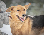 Собаки в Клине: Санни — солнечная собачка Девочка, Бесплатно - фото 9