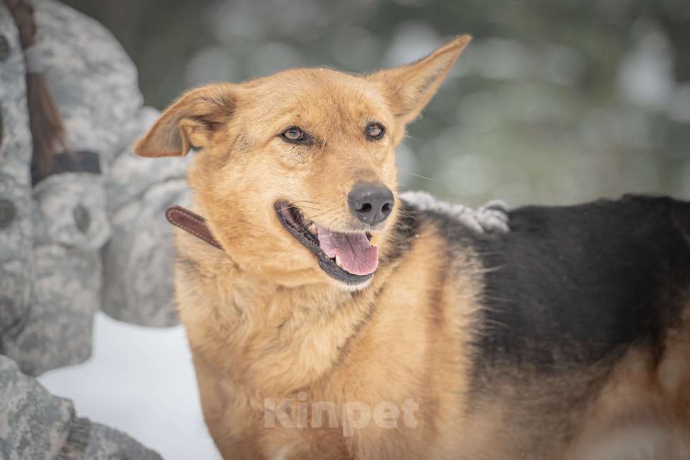 Собаки в Клине: Санни — солнечная собачка Девочка, Бесплатно - фото 9