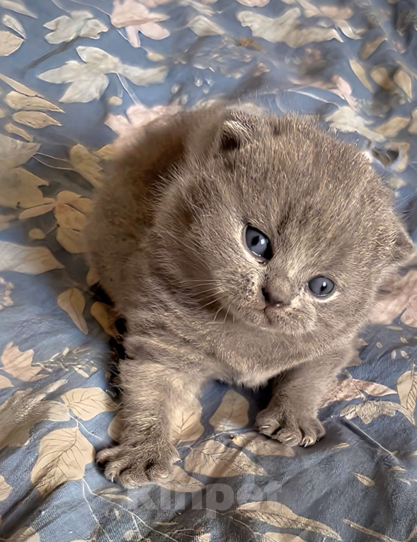 Кошки в Москве: Британский котенок к/ш  Мальчик, Бесплатно - фото 2