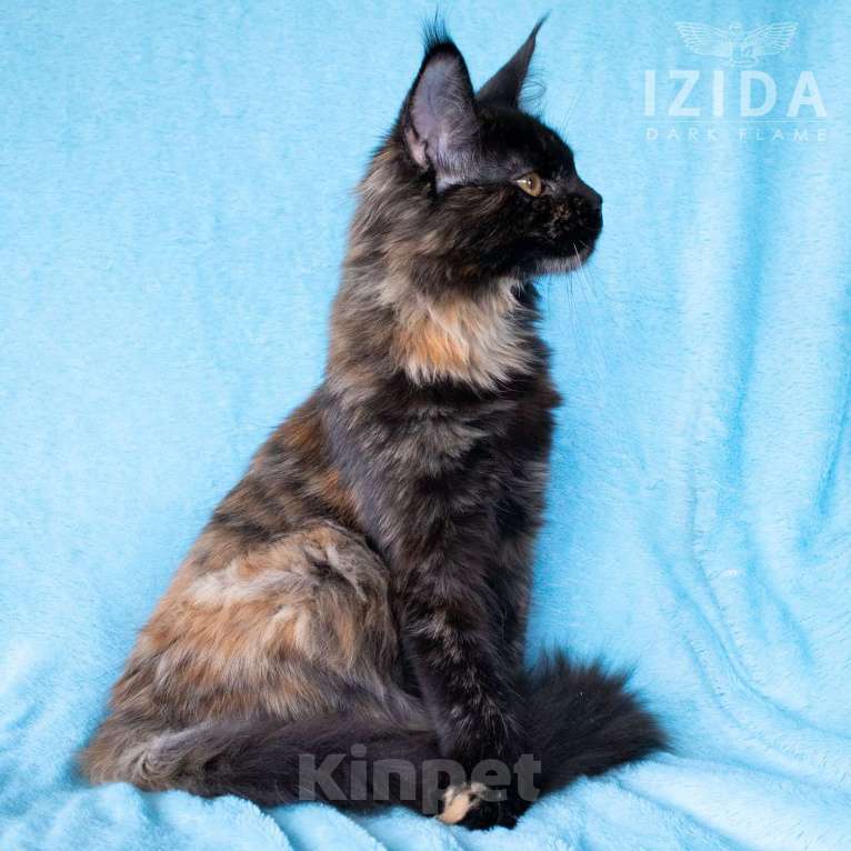 Кошки в других городах Воронежской области: Izida Dark Flame Девочка, 50 000 руб. - фото 4