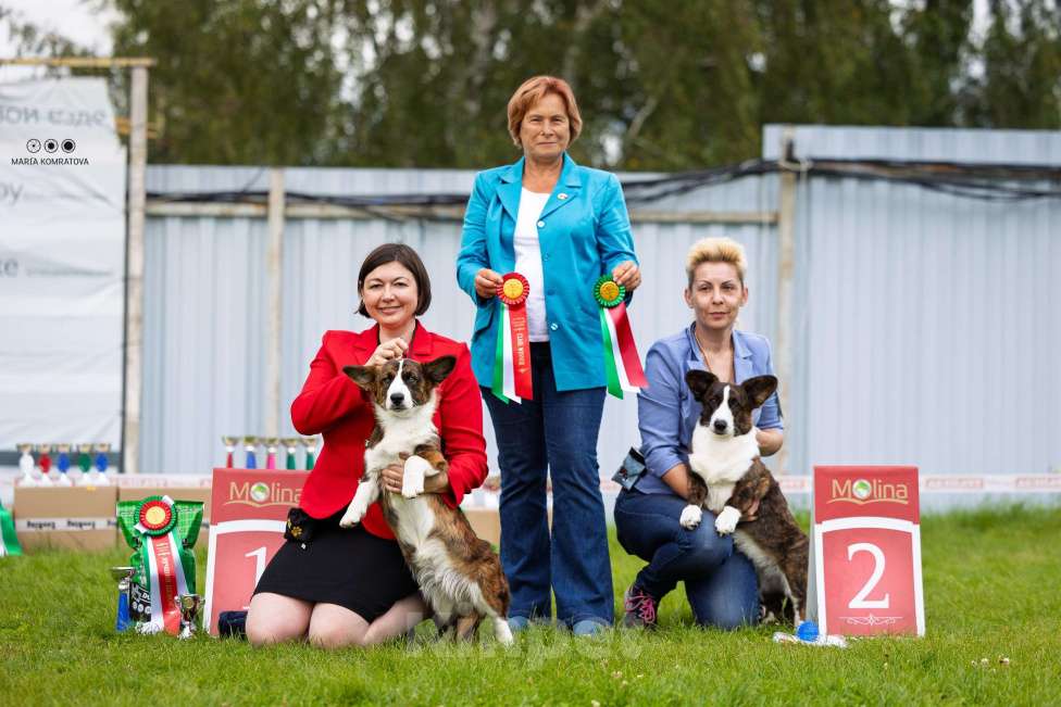 Собаки в Москве: Вельш корги кардиган щенок Девочка, 60 000 руб. - фото 3