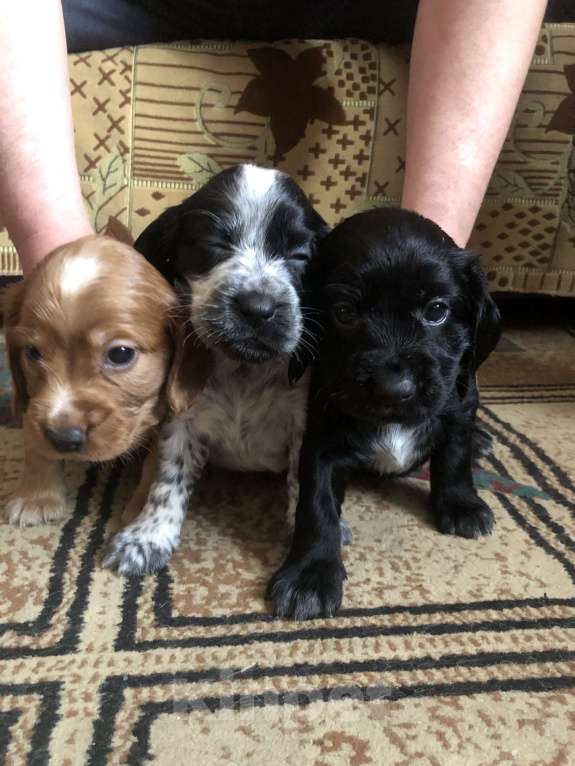 Собаки в Липецке: Щенки русского охотничьего спаниеля Мальчик, 12 000 руб. - фото 6