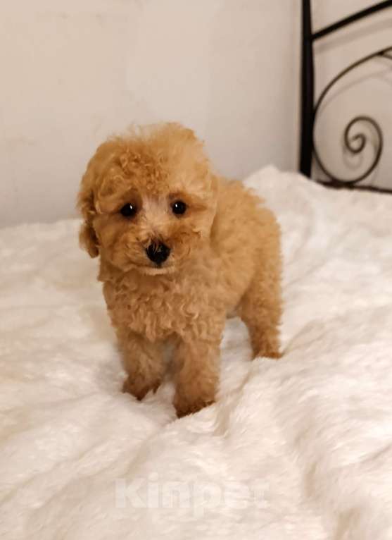 Собаки в Москве: Щенки Той-пуделя Мальчик, 65 000 руб. - фото 1