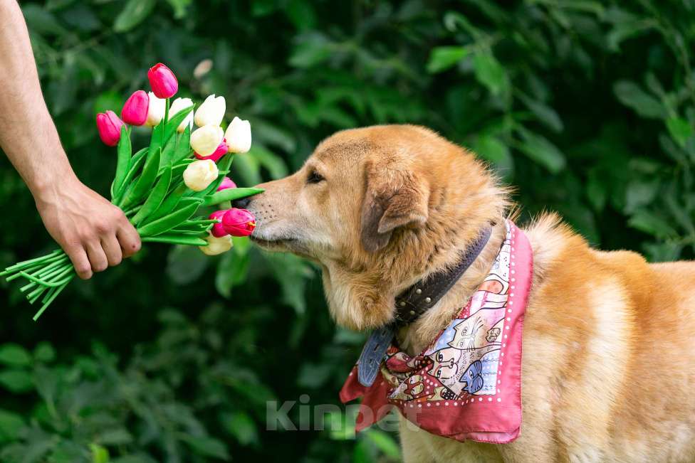 Собаки в Балашихе: Барс прекрасно подготовлен для проживания в квартире и доме.  Мальчик, Бесплатно - фото 2