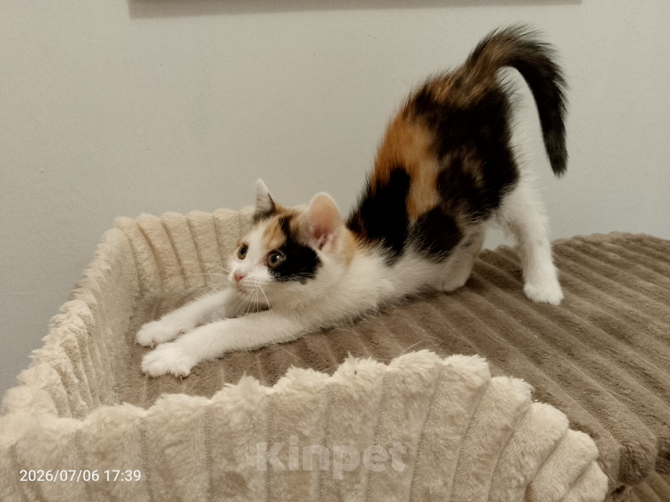 Кошки в Москве: Котенок в добрые руки Девочка, Бесплатно - фото 5