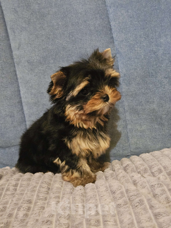 Собаки в Москве: Небольшая девочка йорка  Девочка, 120 000 руб. - фото 2