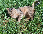 Кошки в Калуге: Котенок Мальчик, Бесплатно - фото 2
