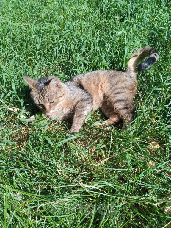 Кошки в Калуге: Котенок Мальчик, Бесплатно - фото 2