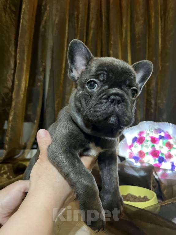 Собаки в Москве: Французский бульдог щенок Девочка, 50 000 руб. - фото 5