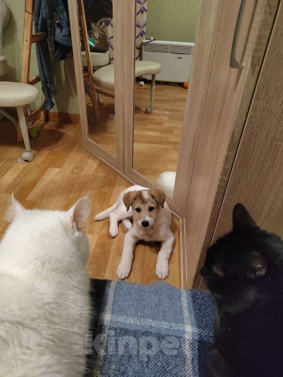 Собаки в Туле: Малышка ищет дом. Девочка, 1 руб. - фото 9