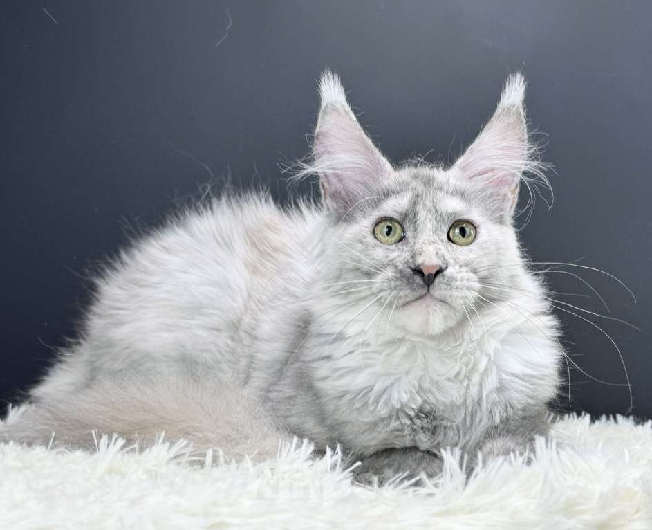 Кошки в Москве: Девочка Мейн Кун Veyron Iberia Девочка, 150 000 руб. - фото 4